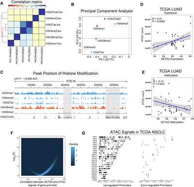 SETD2 regulates gene transcription patterns and is associated with radiosensitivity in lung adenocarcinoma